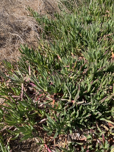 iNaturalist observation photo of sea figs