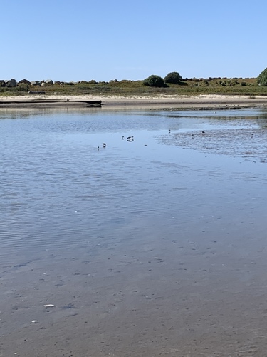 iNaturalist observation photo of Sandpipers and Allies