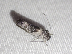 Eupselia carpocapsella