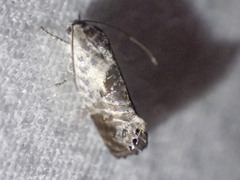 Eupselia carpocapsella