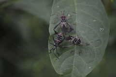 Leptoglossus lineosus