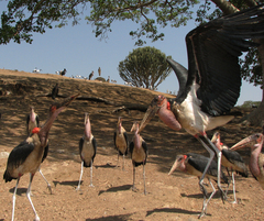 Leptoptilos crumenifer