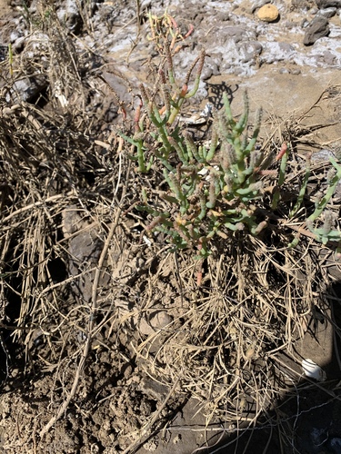 iNaturalist observation photo of Pacific Glasswort