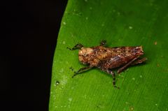 Paurotarsus