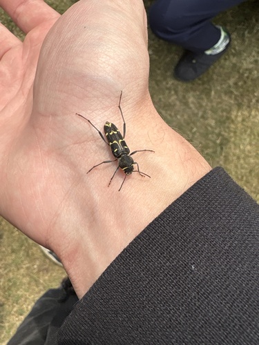 Spruce Zebra Beetle