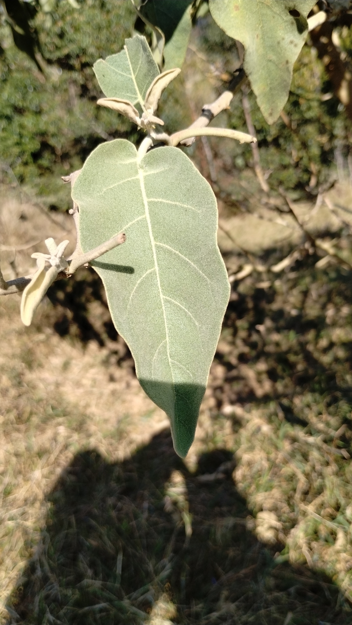 Solanum lycocarpum