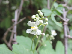 Paullinia fuscescens