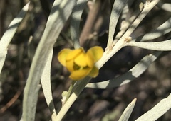 Senna phyllodinea