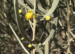 Senna phyllodinea