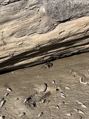iNaturalist observation photo of Striped Shore Crab