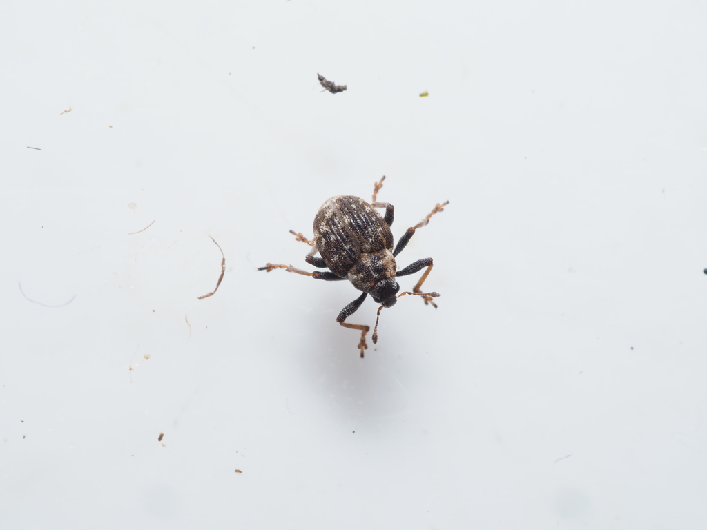 Pelenomus commari