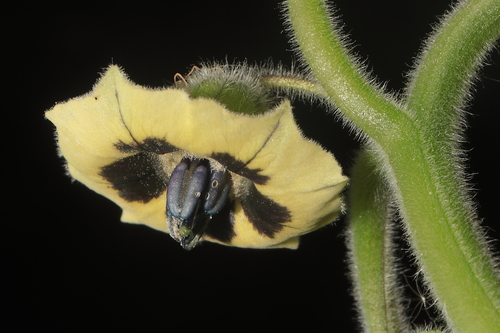 Cape gooseberry