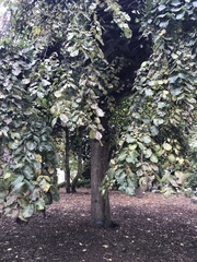 Ulmus glabra camperdownii