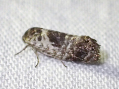 Eupselia carpocapsella