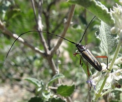 Sphaenothecus bilineatus