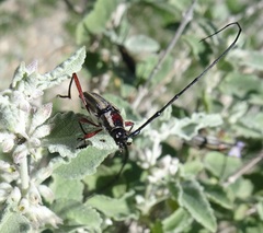 Sphaenothecus bilineatus