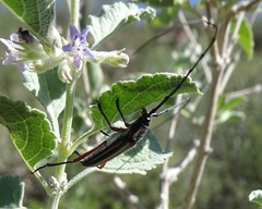 Sphaenothecus bilineatus
