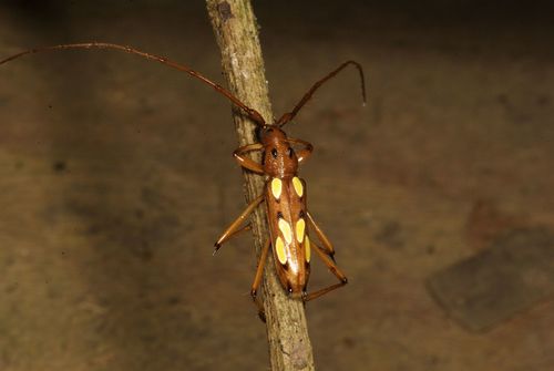 Eburodacrys sexmaculata (Olivier, 1790)