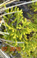 Veronica tetragona subsimilis