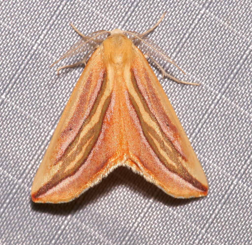 Melemaea magdalena