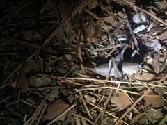 Thyreonotus corsicus