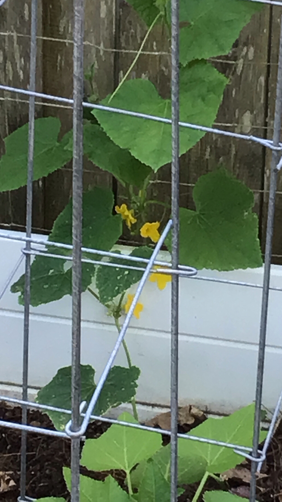 Cucumber plant with fruit ready to harvest