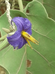 Solanum lycocarpum