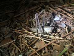 Thyreonotus corsicus