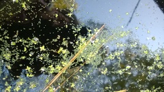 Wolffia brasiliensis