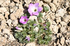 Oxalis adenophylla