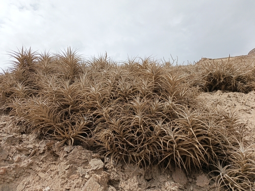 Tillandsia prolata, photograph 2