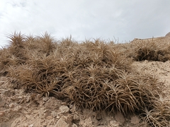 Alfredo F. Fuentes Claros, CC0, iNaturalist via GBIF Tillandsia prolata, photograph Alfredo F. Fuentes Claros, CC0, iNaturalist via GBIF