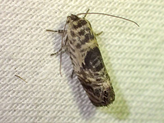 Eupselia carpocapsella