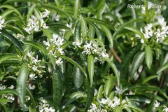 Tabernaemontana catharinensis