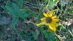 Helianthus simulans