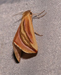 Melemaea magdalena