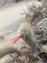 Cleistocactus luribayensis, photograph Alfredo F. Fuentes Claros, CC0, iNaturalist via GBIF