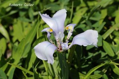 Irideae