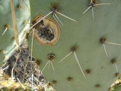 Phyllosticta concava