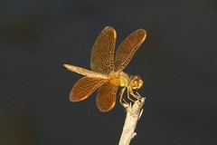 Perithemis intensa