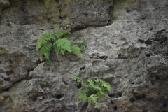 Cystopteris bulbifera