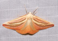 Melemaea magdalena