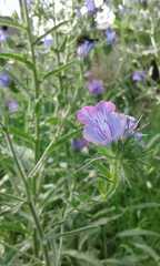Echium plantagineum