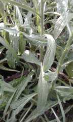 Echium plantagineum