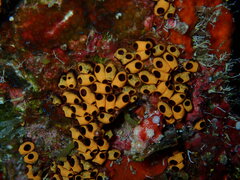 Encrusting Social Tunicate photo 3