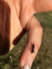 Pemphredonina