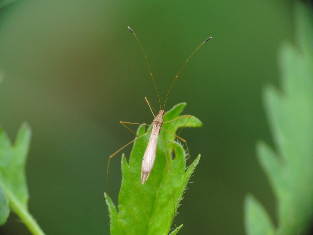 Spined stilt bug arthropods of rosewood nature study area inaturalist