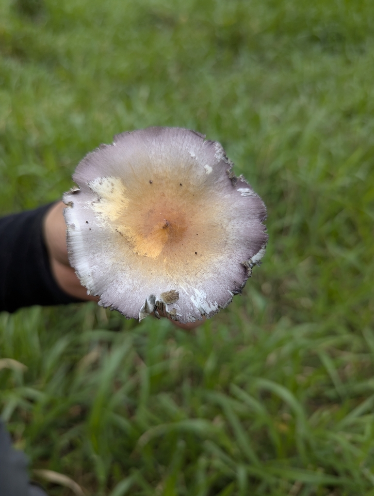 Psilocybe cubensis · July 2025 · photo: © benjaminhidalgo (iNaturalist, cc-by)