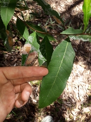 Elaeocarpus reticulatus