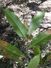 Elaeocarpus reticulatus